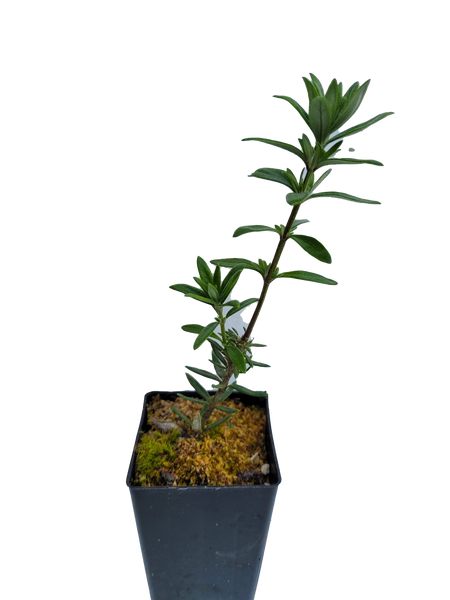 Westringia fruiticosa – Native Rosemary