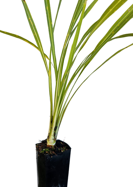 Cordyline Australis - NZ Cabbage Tree