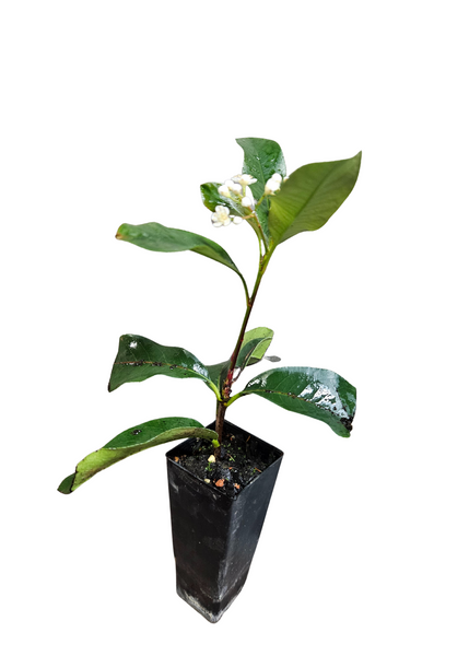 Photinia Red Robin