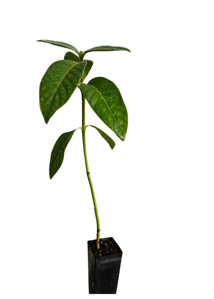 Psychotria loniceroides - Hairy Psychotria