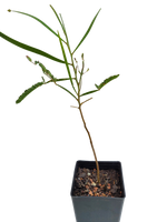 Acacia Implexa - Hickory Wattle