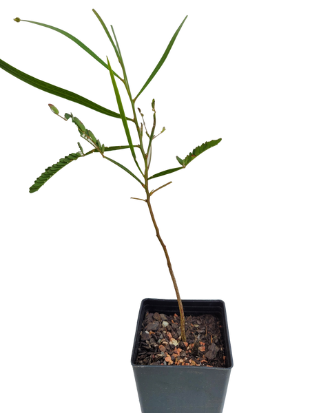 Acacia Implexa - Hickory Wattle