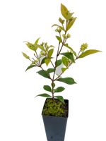 Backhousia myrtifolia – Carol/Grey Myrtle
