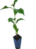 Hymenosporum flavum- Native frangipani