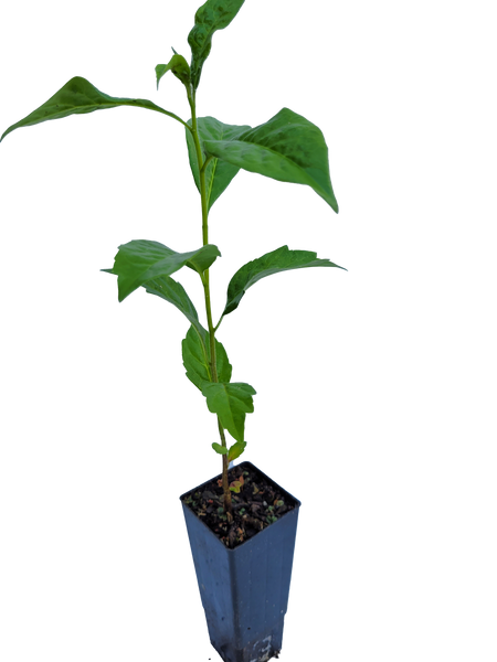 Hymenosporum flavum- Native frangipani