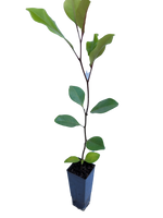 Rhysotoechia bifoliata  -Twin Leafed Tuckeroo